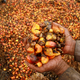 A worker shows palm oil fruits at a palm oil plantation in Topoyo village in Mamuju, Indonesia, Sulawesi Island, March 25, 2017.
